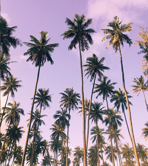 LikeSummer X The Tropics